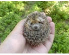hedgehogs are awesome